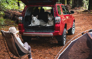 Two dogs in the back of a red 2022 Toyota 4Runner